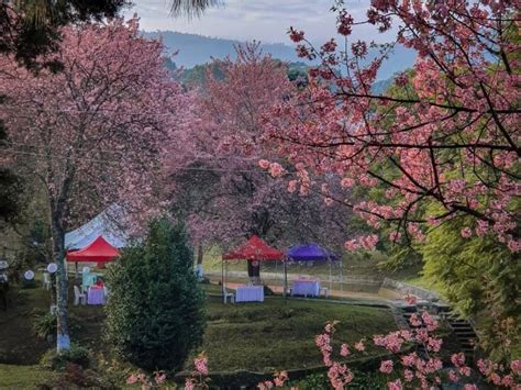 Cherry Blossoms In Full Bloom In Shillong