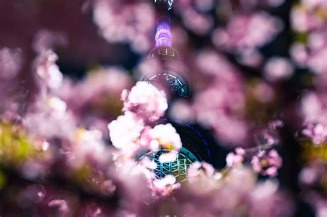 What does "Sakura" mean to the Japanese? A deep look at the ...