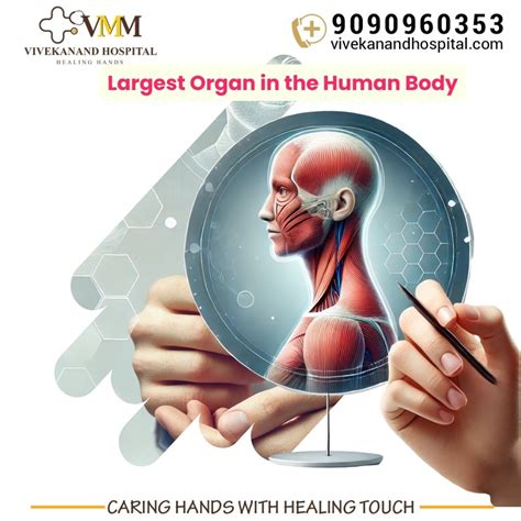 Largest organ in the human body Archives - Vivekanand Hospital || The Best Care For Yourself and ...