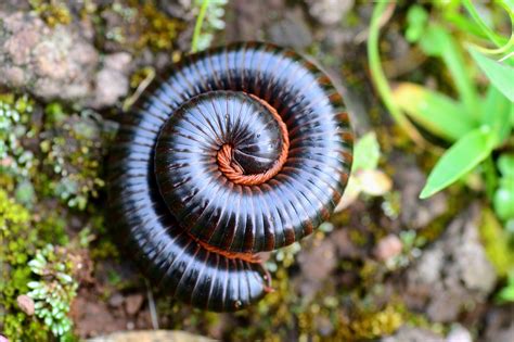 Millipede legs grow in an unexpected way - Earth.com