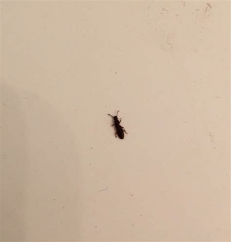 What Are The Little Black Bugs In The Bathroom at Imogen Parry-okeden blog