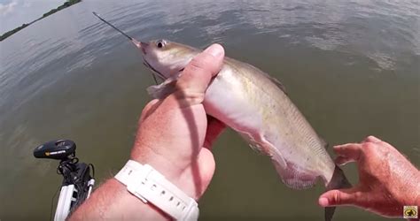 Catfish Using Garmin 4 Fishfinder 的图像结果