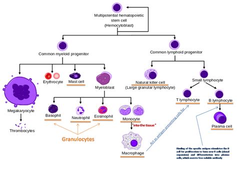 Immunology I ,THE PHYSIOLOGY OF THE IMMUNE SYSTEM | The Amazing Medicine