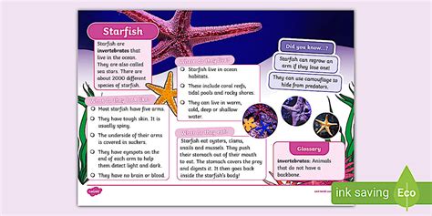 Starfish Fact File KS1 | Sea Life | Science Topics