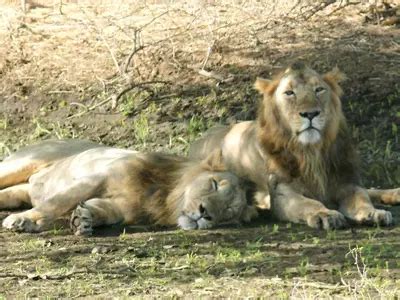 India's Lion Population On The Rise, Over 100 Lionesses Pregnant In ...