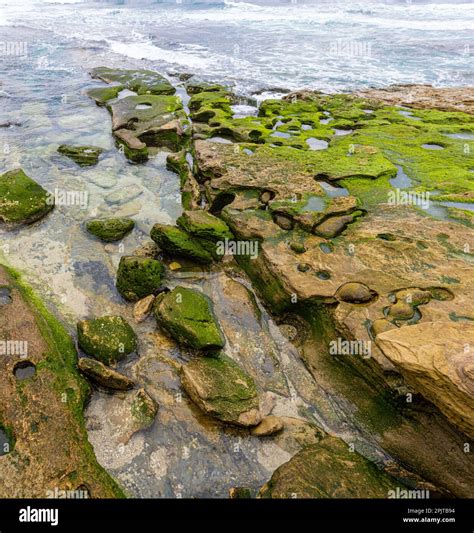 Tide Pools on The Shores of La Jolla Cove, La Jolla, California, USA ...