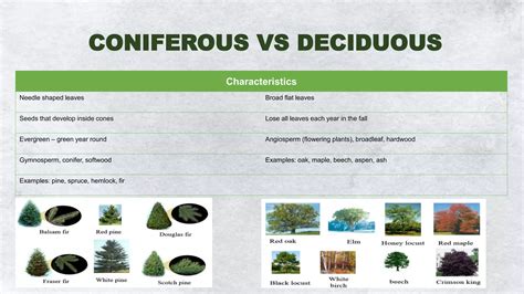 Leaf and Flower System.pptx