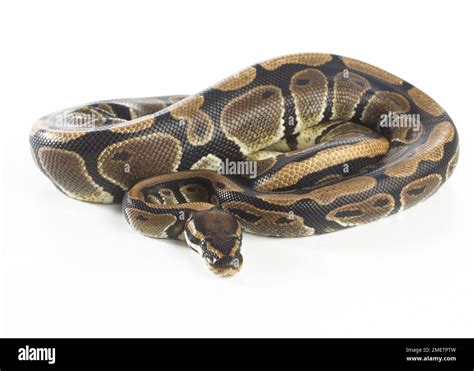 Image result for Royal Python Life Span