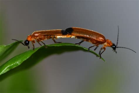 Bioluminescence Fireflies About Fireflies | Xerces Society