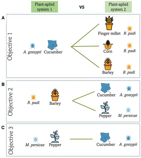 Oviposition Preference of the American Hoverfly, Eupeodes americanus ...
