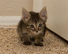 Image result for Baby Kittens and Bunnies
