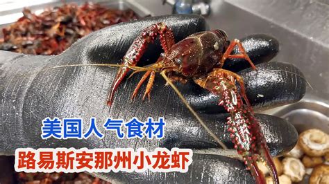湖北潜江60岁老人捕小龙虾 一天赚800元_新浪图片