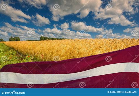 Agricultural Landscape with Field of Wheat and Flag of Latvia Stock Photo - Image of blue ...