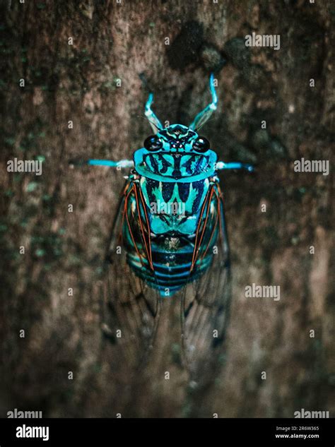Blue beetle bug perched on a tree: Nature's tiny jewel adorned with ...