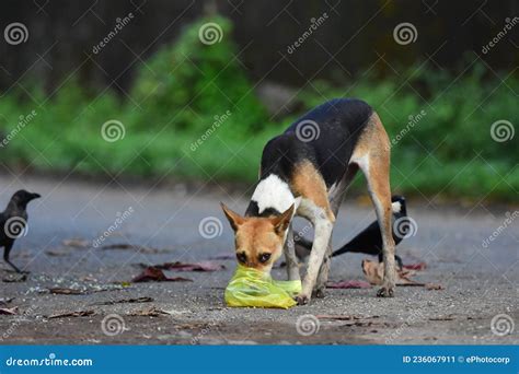 Do Dogs Eat Plastic at Russell Chau blog