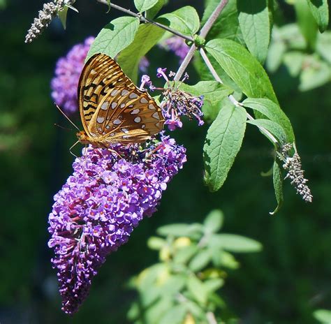 Butterfly Bush: How to Plant, Grow, and Care for Buddleia | The Old ...