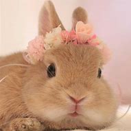 Image result for Cute Fluffy Baby Bunnies Wild