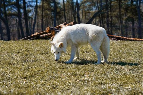 Dire Wolf Brought Back: How Scientists Revived the Species | First For ...