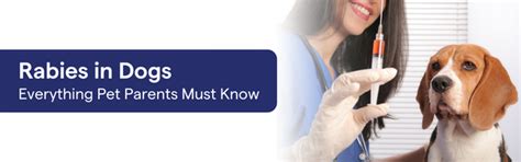 Rabies in Dogs: Everything Pet Parents Must Know – K9 Vitality