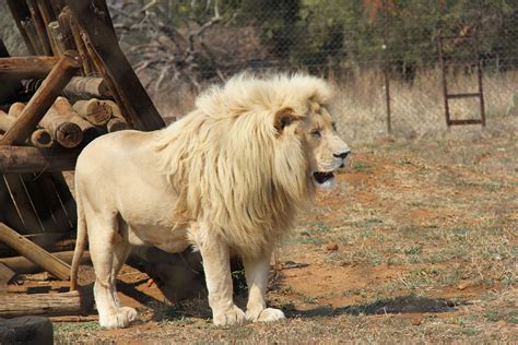 Free Images : wildlife, zoo, fur, mammal, mane, fauna, lion, animals, vertebrate, beautiful ... - how dangerous is south africa