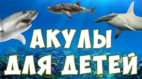 Акулы для детей | морские животные | учим рыб | развивающее видео - YouTube