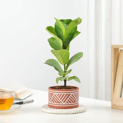 Fiddle Leaf Fig In Desert Lines Pot: Order Flowers Online | Interflora ...