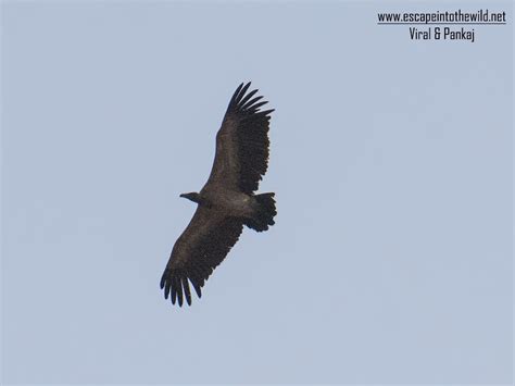 Long-billed Vulture,?????