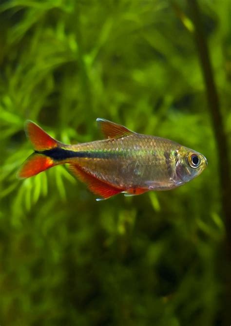Buenos Aires Tetra | Live Tropical Fish UAE | Discus.ae