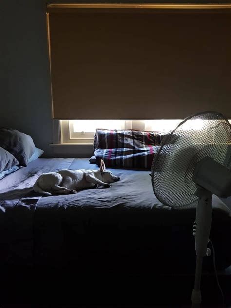 Our little old boy Lucky passed six days ago ️ | Scrolller