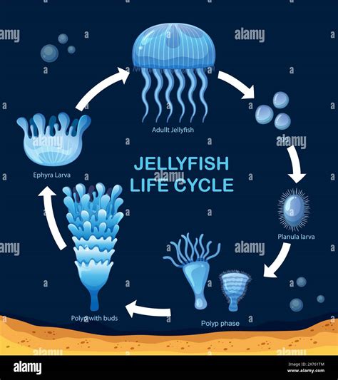 Phases Of Jellyfish