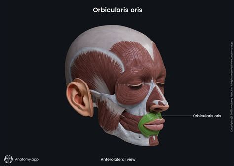 Orbicularis Oris Function Functional Muscle Testing Of Facial