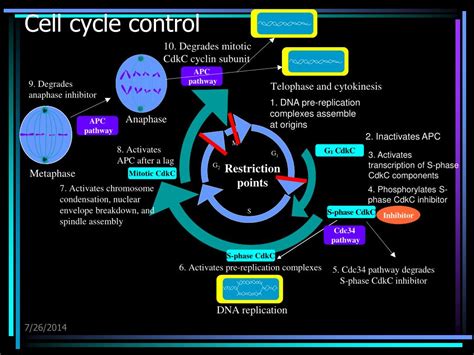 Image result for Cell Cycle Control Systems