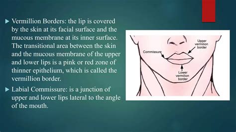 Maxillary and mandbular anatomical landmarks | PPTX