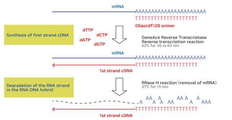 cDNA Synthesis Protocol 的图像结果