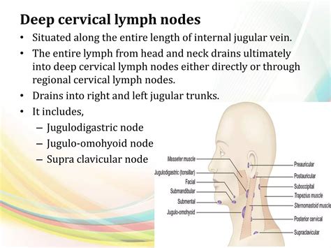 Lymphatic system | PPSX