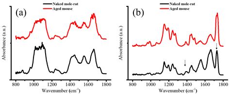 Spectroscopic Analysis of the Extracellular Matrix in Naked Mole-Rat ...