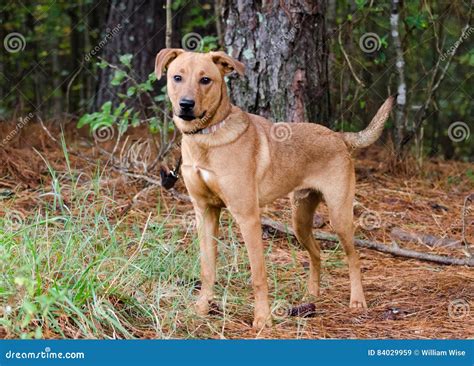 Chocolate Lab Terrier Mix