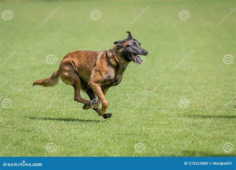 Belgian Malinois Training for Schutzhund, Igp, Ipo Stock Image - Image ...