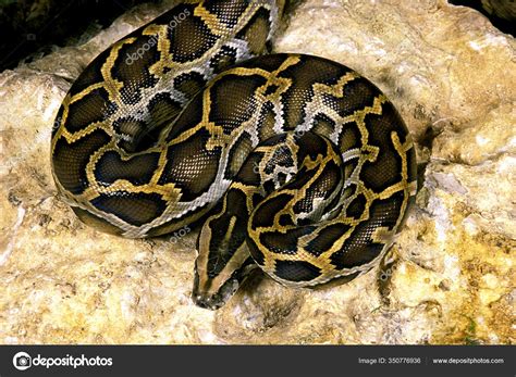 Pythonidae 的图像结果