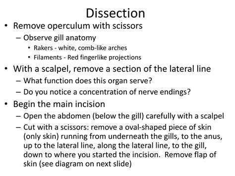 Image result for Perch Fish Dissection