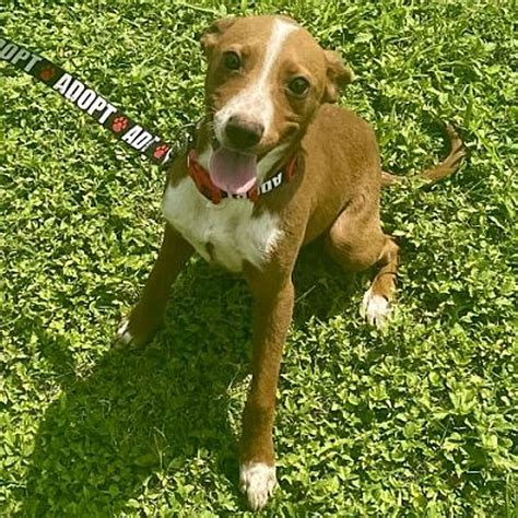 Becky is Pet of the Week for Laredo Animal Protective Society