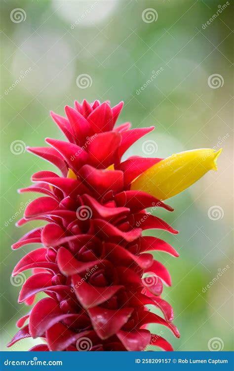 Red Dwarf Ginger Costus Comosus Red and Yellow Flower Stock Image ...