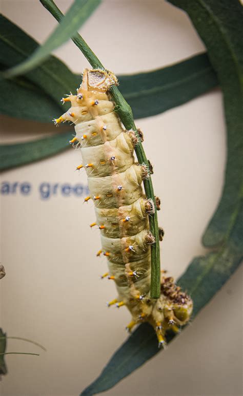 ArtStation - Museum Bones & Insects Reference Pack | Resources