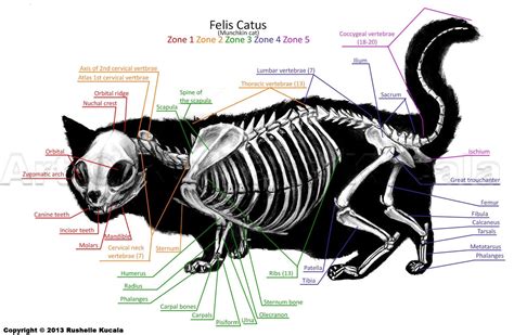 munchkin cat skeleton