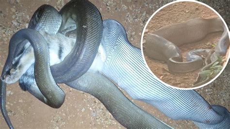 Image result for Python Attacks Cat