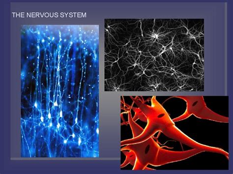 Image result for Nervous System Introduction
