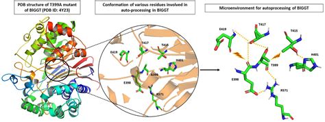 Frontiers | Bacterial Gamma-Glutamyl Transpeptidase, an Emerging ...