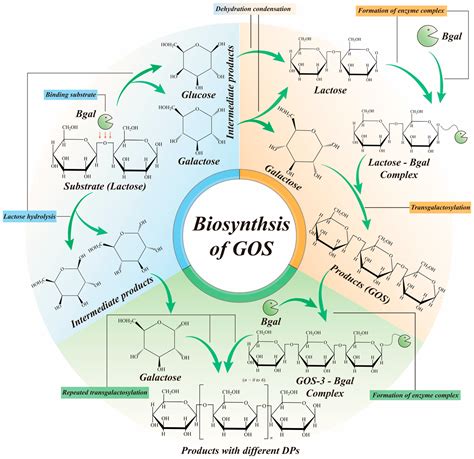 Galactooligosaccharides Based on β-Galactosidase-Catalyzed Synthesis ...