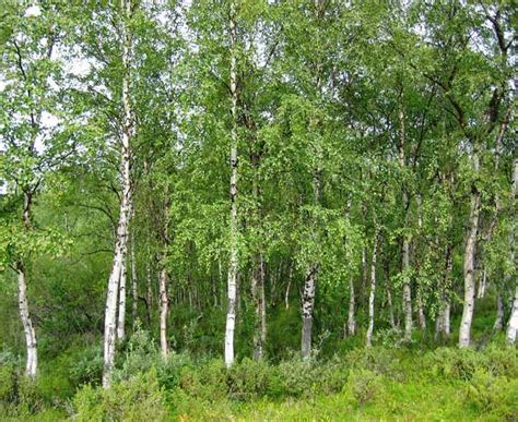 British Trees Identification Picture Quiz of Alder, Holly, Beech