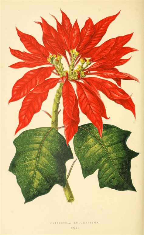Euphorbia pulcherrima - Poinsettia - circa 1867 | Beautiful Leaves ...